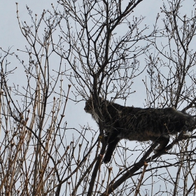 Котешко