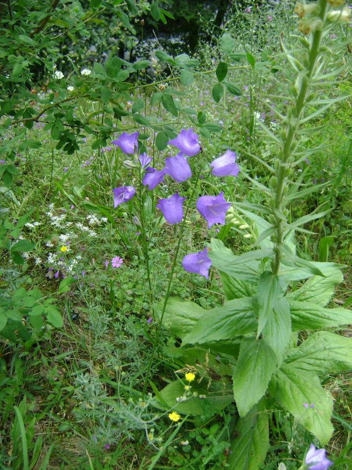 Камбанки