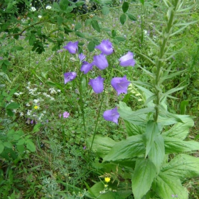 Камбанки