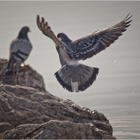 Landing