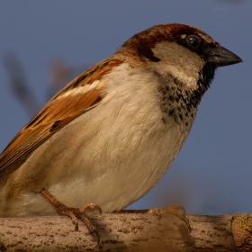 Италианско врабче (Italian Sparrow) 1