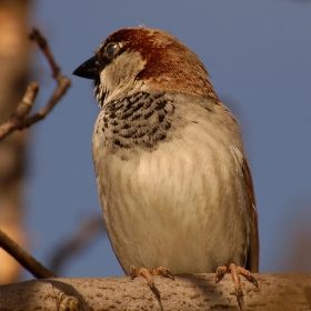 Италианско врабче (Italian Sparrow) 2