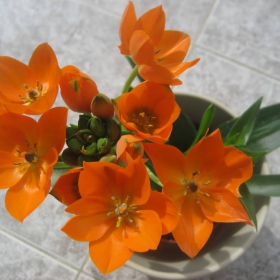 ornithogalum Dubium