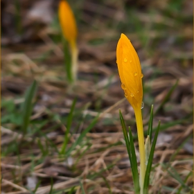 Crocus flavus - Жълт минзухар