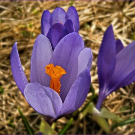 Crocus vernus - Син минзухар
