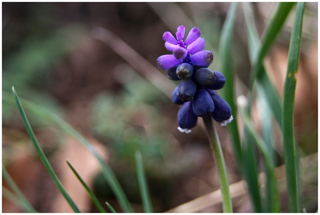 Muscari armeniacum