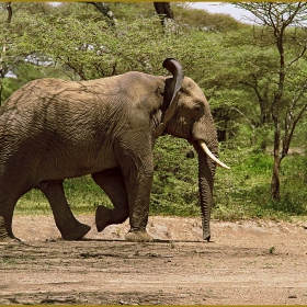 Слонче...  Loxodonta africana africana