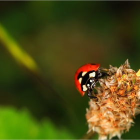 Lady Bug