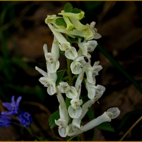 От горското.....Плътногрудеста лисичина - Corydalis solida, с любов...№4.