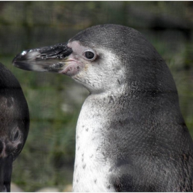 Хумболтов пингвин- пролетните гостенчета в ZOO-София