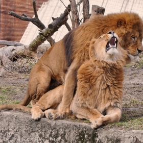 Лъв (Panthera leo) ГЕЙ ДВОЙКА....