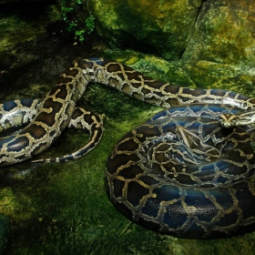 Среща на живо- Rain Forest - Schonbrunn Zoo