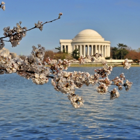 Пролетта във Вашингтон дойде с Cherry Blossom Festival. А при вас?