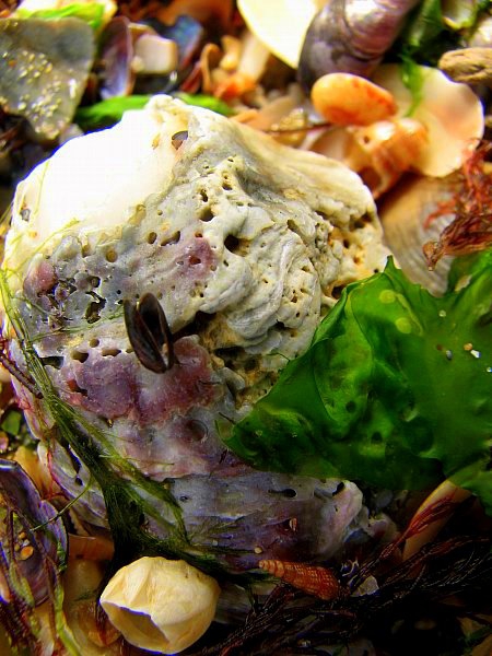 Морски дарове