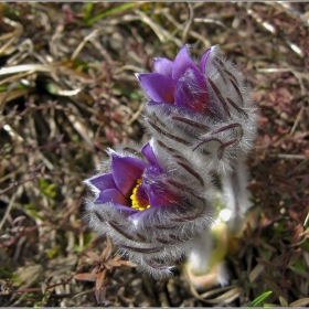 Съсънка (Anemone Pulsatilla L.)