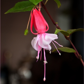 Обичка (Fuchsia)