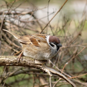 Passer montanus