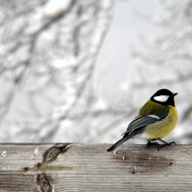 Голям синигер (Parus Major)