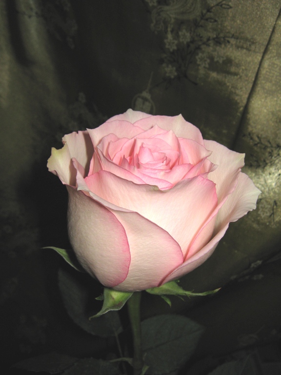 roza3