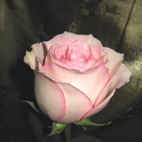 roza3