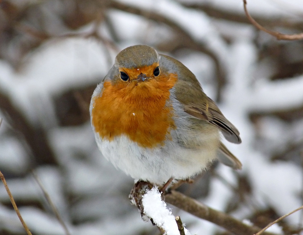 Червеношийка - Erithacus rubecula