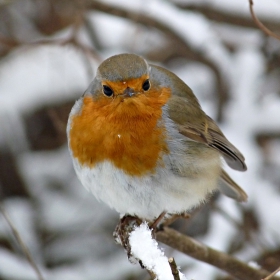 Червеношийка - Erithacus rubecula