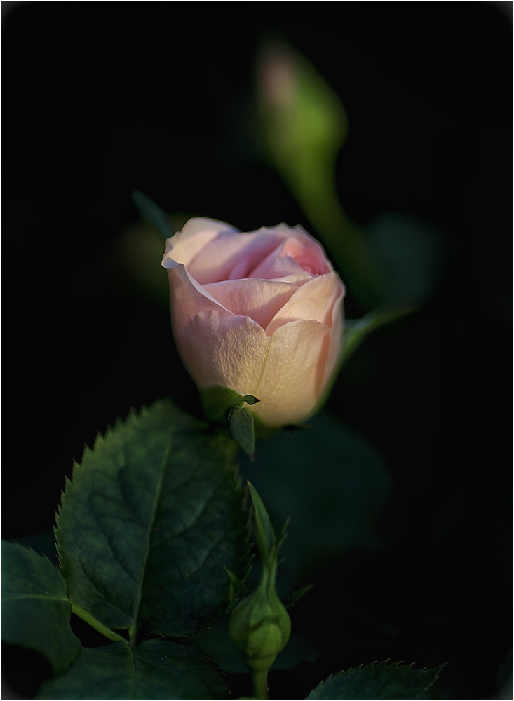 Rosa