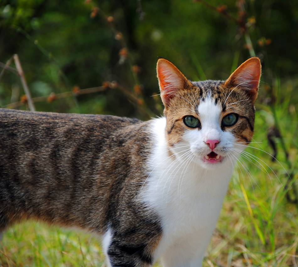 Коте