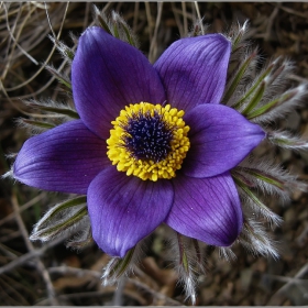 Съсънка (Anemone Pulsatilla L.) 2