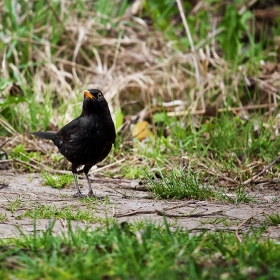 Canon 450D; ISO 200 canon lens 70-200 F4 IS l; focal lenght 200 mm F 4 Exposure time 1/250, кроп 50%