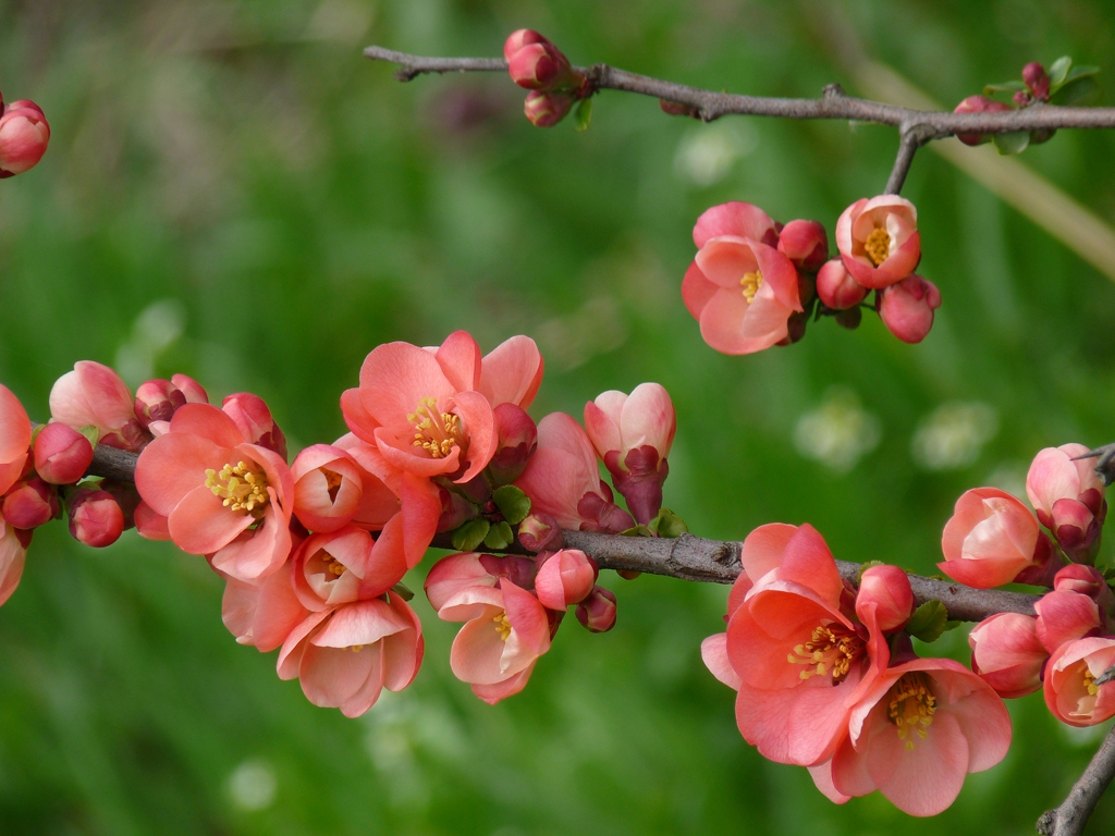 Японска дюля - Chaenomeles japonica