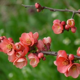 Японска дюля - Chaenomeles japonica