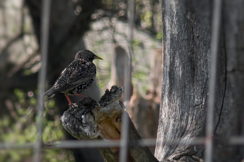 Обикновен скорец/Sturnus vulgaris