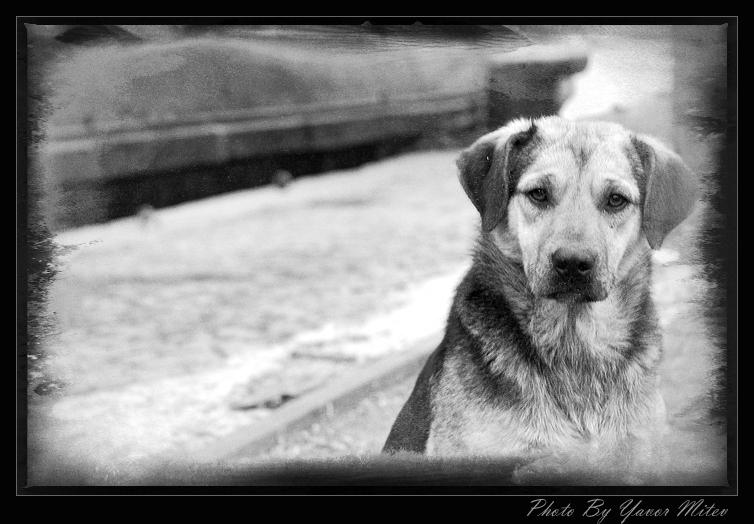 Best Friend...