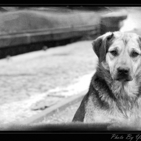 Best Friend...