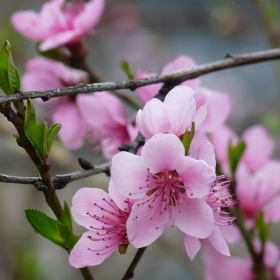 Праскова (Prunus persica)