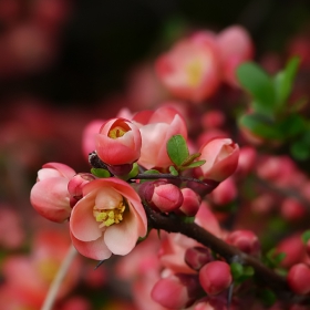 Японска дюля - Chaenomeles japonica