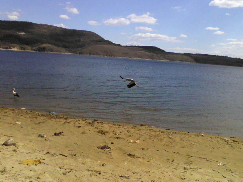 щъркел 3
