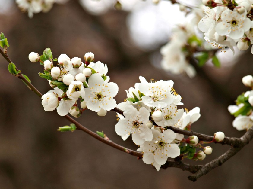 blossoms