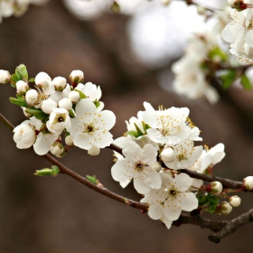 blossoms