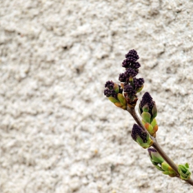 Syringa vulgaris