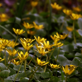 Ranunculus acris  - жълтурче