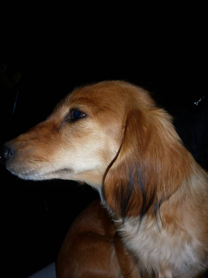 My Dog^^...