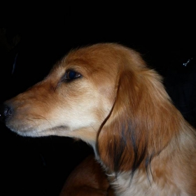 My Dog^^...