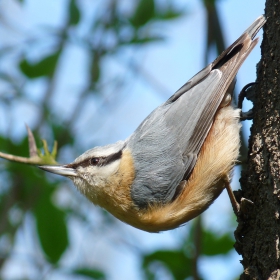 Sitta europaea - Eurasian Nuthatch - Горска зидарка