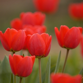 Tulips