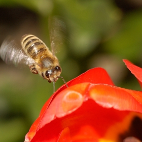 Bee fly