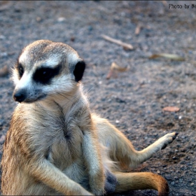 Meerkat