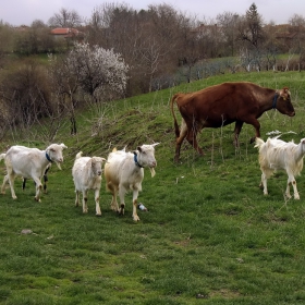 Прибиране на стоката ... или неотменима част от ежедневието на село.