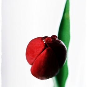 New Life